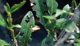 Bacterial shot-hole of cherry laurels: symptoms, pathogen and biology